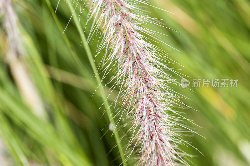 Macro Pampas grass with raindrops，美丽的自然背景with copy space